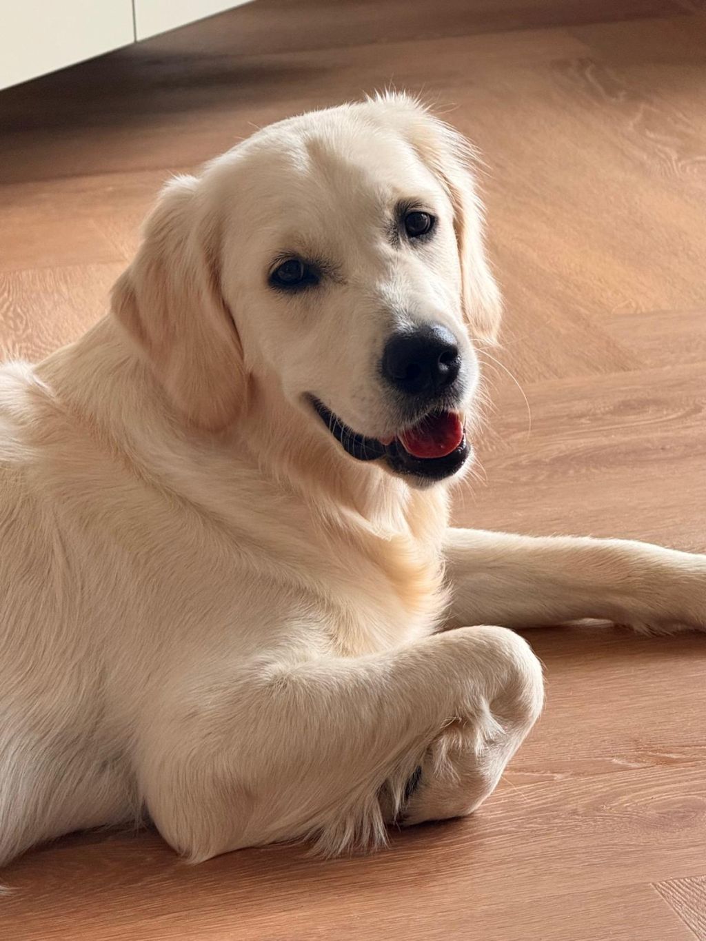 Bo